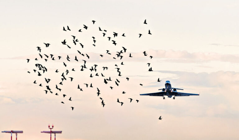 Bird Strike 2