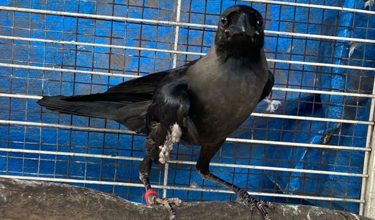 Crow
