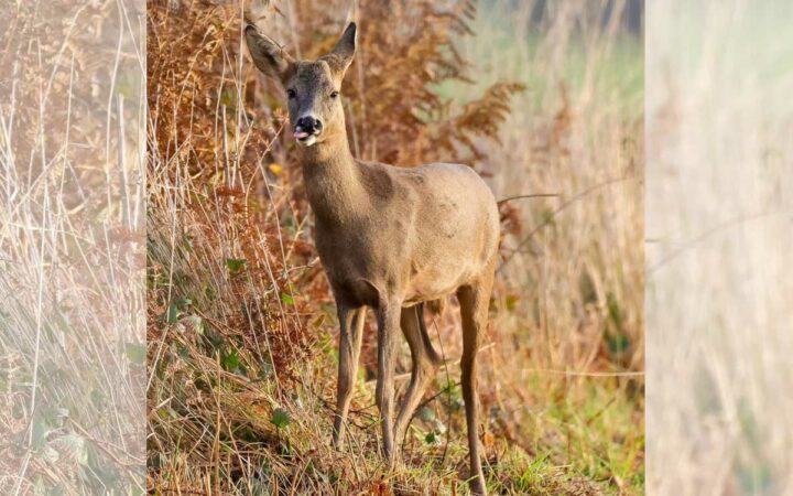 Deer