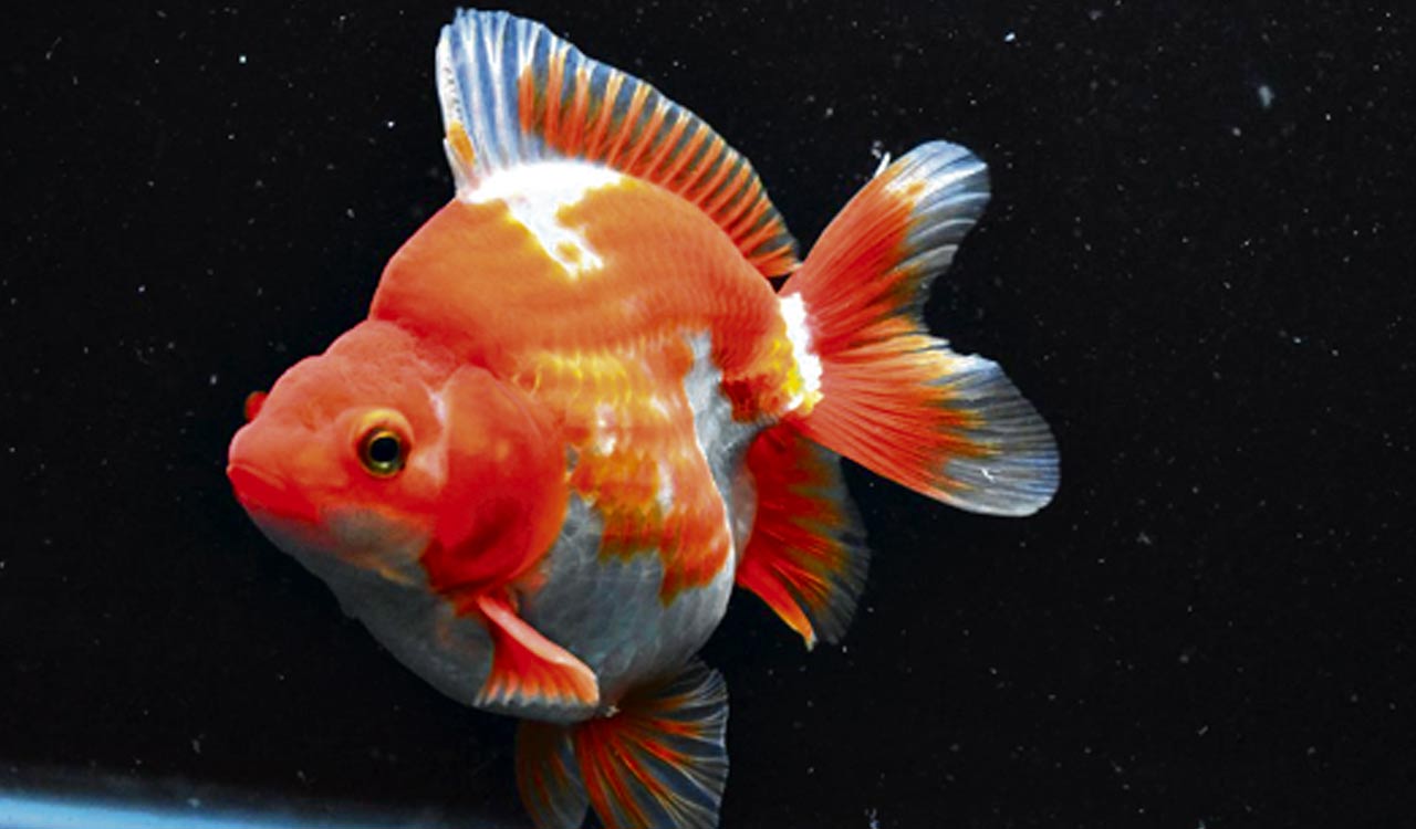 Beware! Your cute pet fish has a monstrous side-Telangana Today