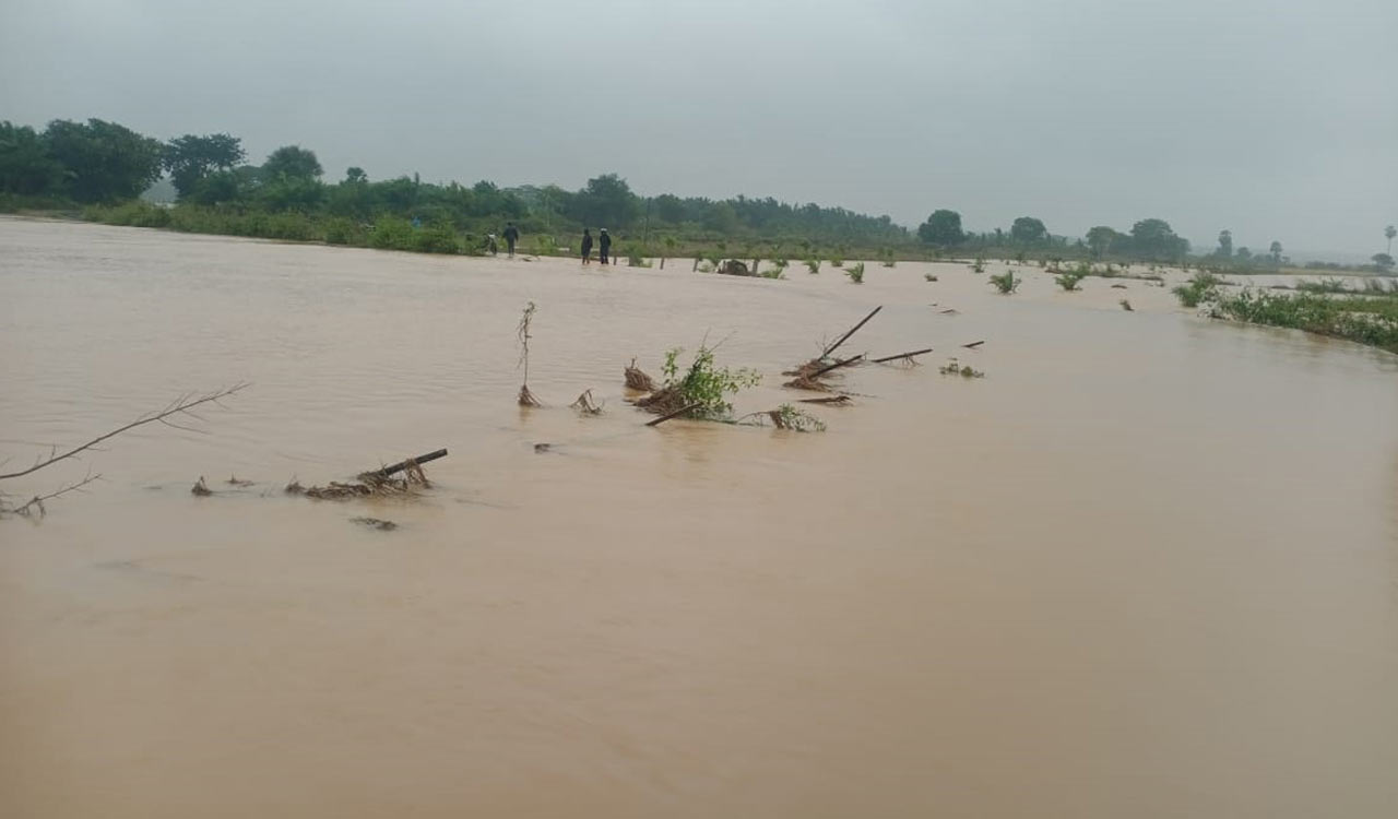 Cyclone Michaung: Extreme rains damage standing crops in Kothagudem ...