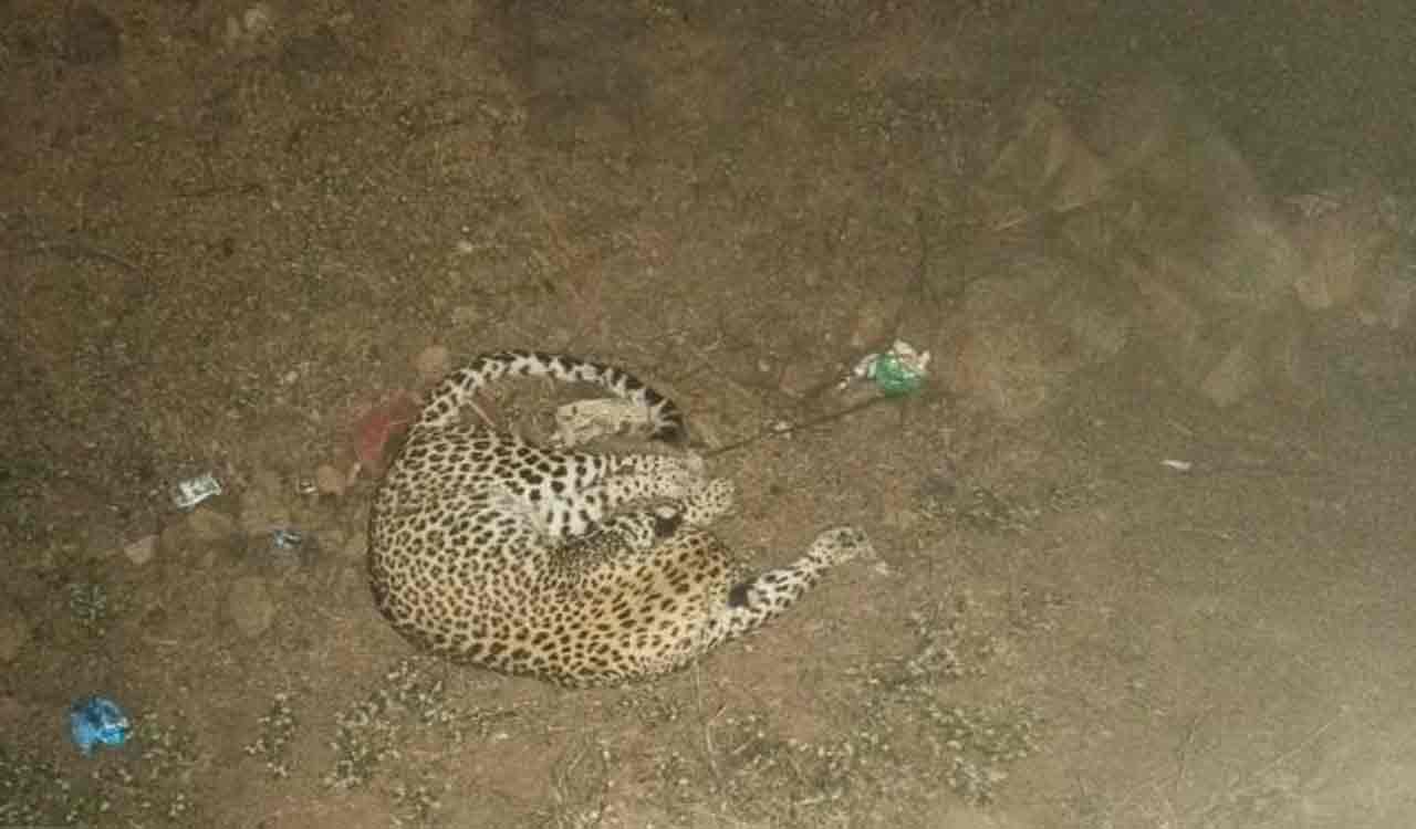 Leopard run over by unidentified vehicle on NH44