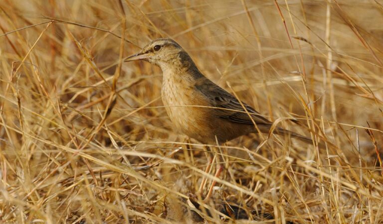 Pipit