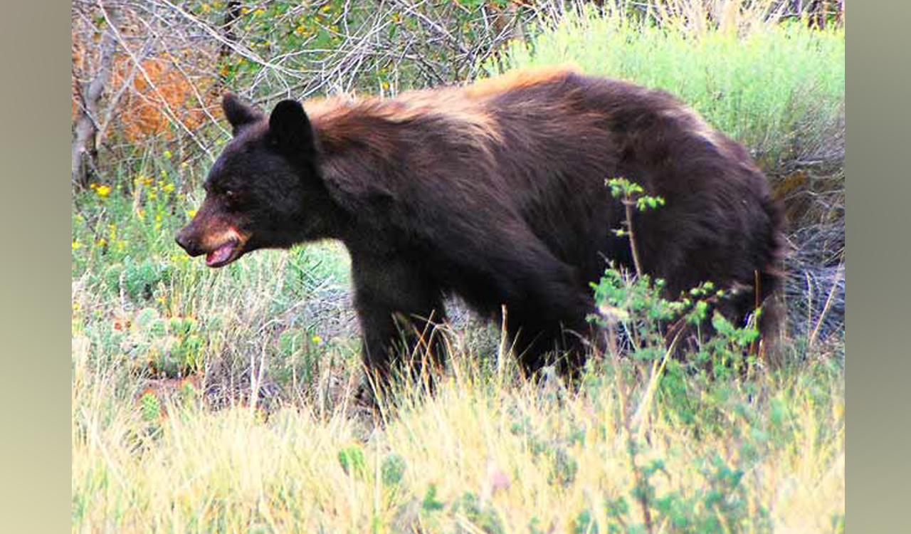 Kamareddy: Bear presence creates fear among villagers