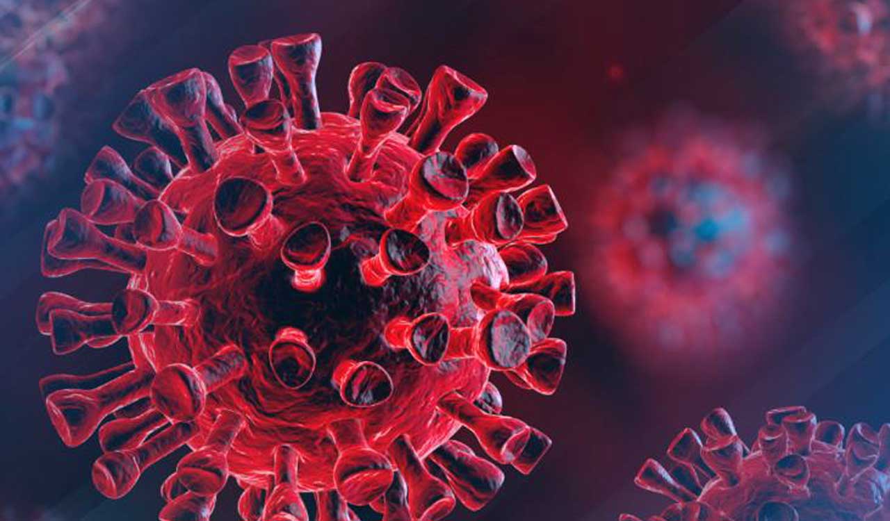 Common cold virus enhances immune system against COVID-19