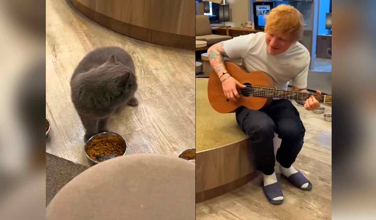 Ed Sheeran’s encore: Serenading unimpressed felines at Japan’s cat cafe
