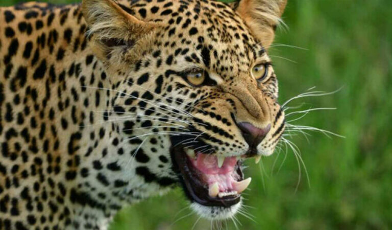 Leopard