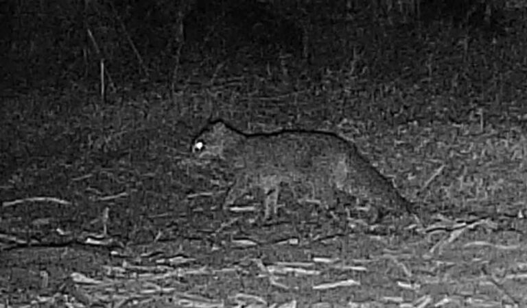 Rusty Spotted Cat