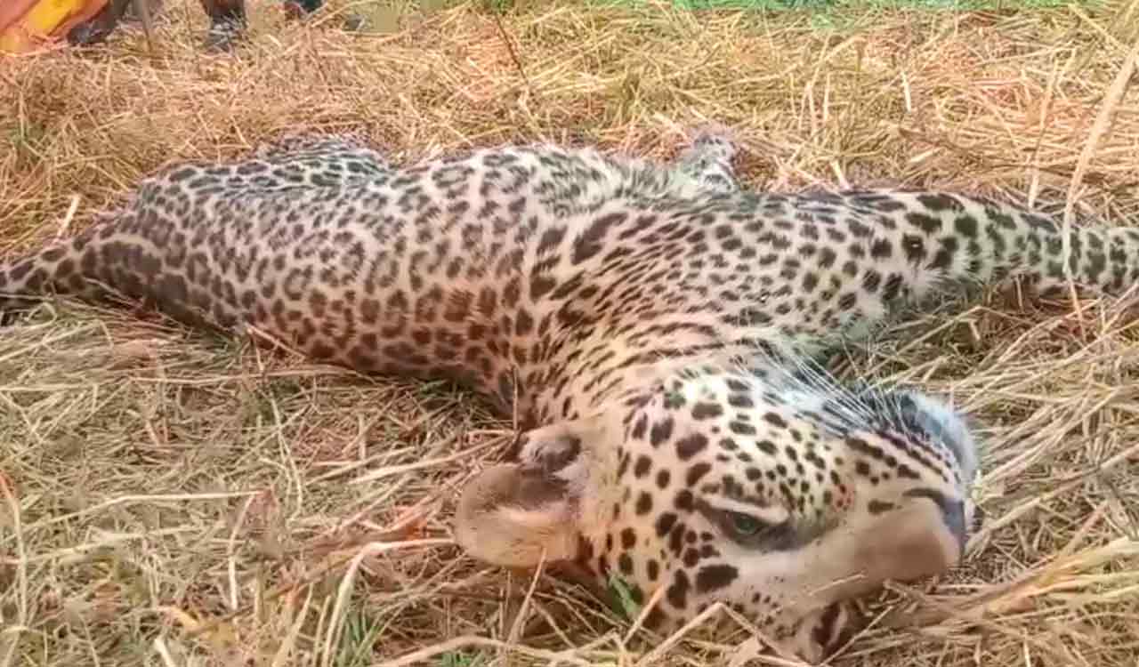 WATCH: Sick leopard strolls into village in Narayanpet; dies-Telangana ...