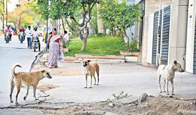 Street Dogs