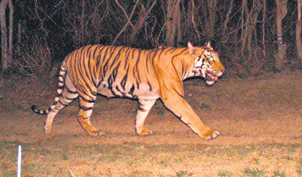 NTCA inspects Amrabad Tiger Reserve