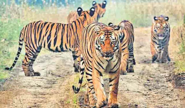 Tigers