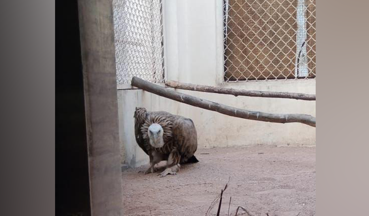 Rare Eurasian Griffon vulture gets trapped in manja in Hyderabad