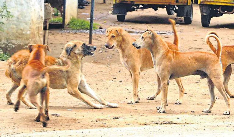 Eight injured in stray dog attack in Nirmal