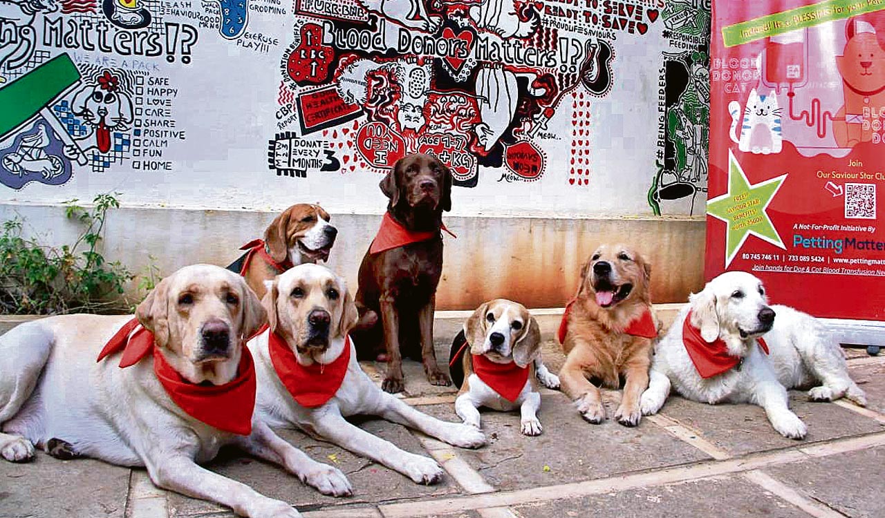 Hyderabad: Petting Matters extending a paw of compassion