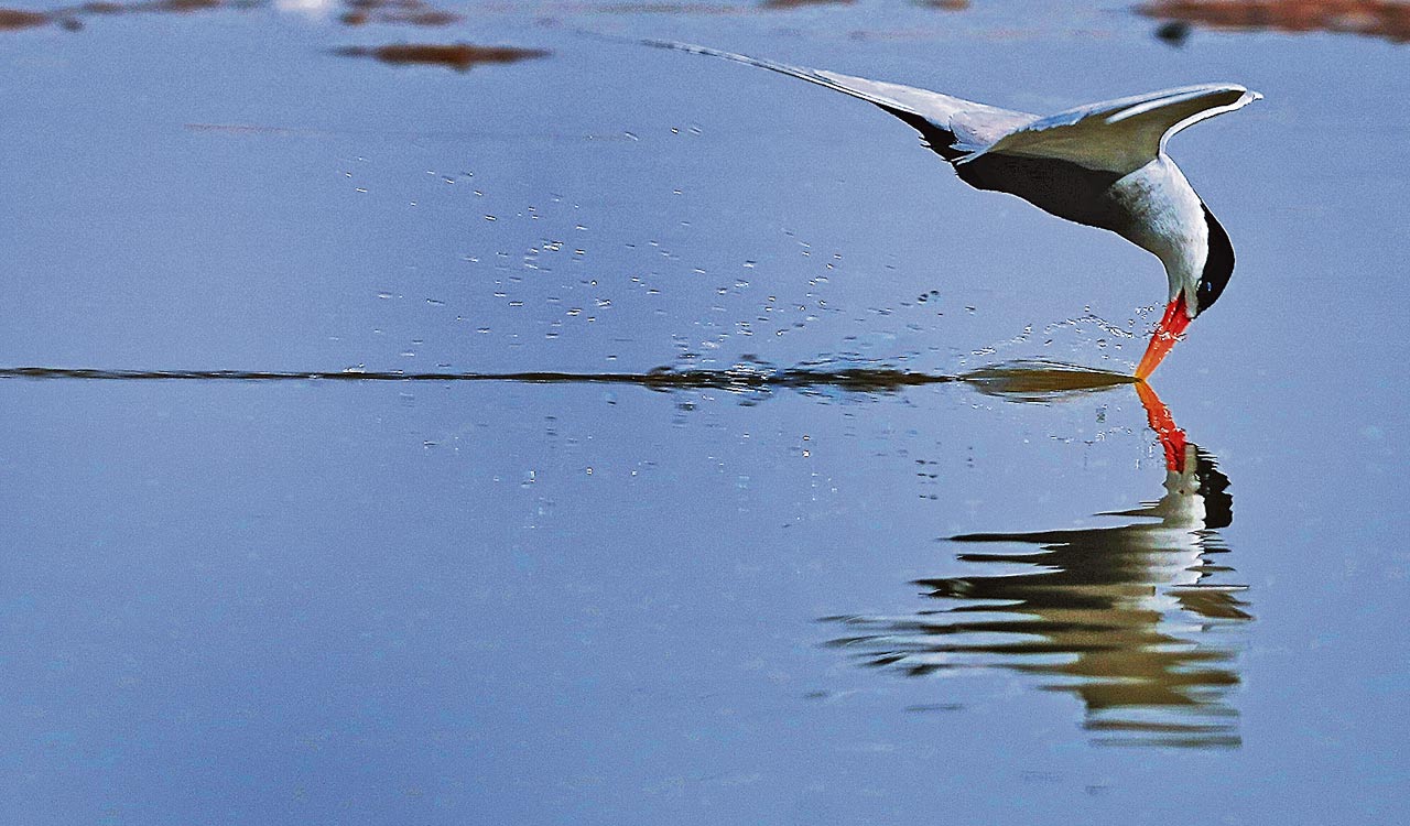 Rewind: Charismatic Chambal in crisis