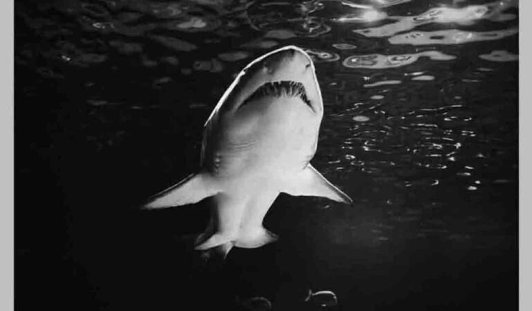 Shark Attack