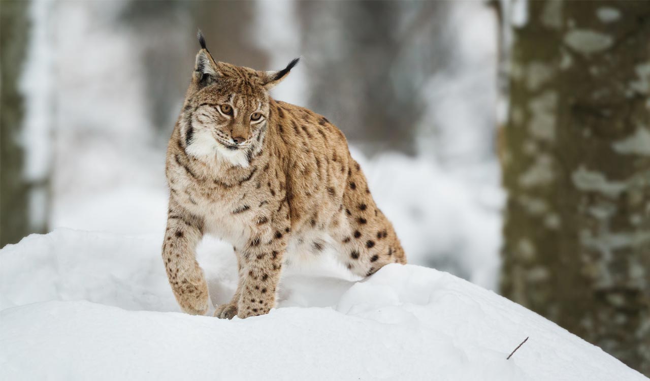 First-ever scientific exercise found 718 snow leopards in India ...