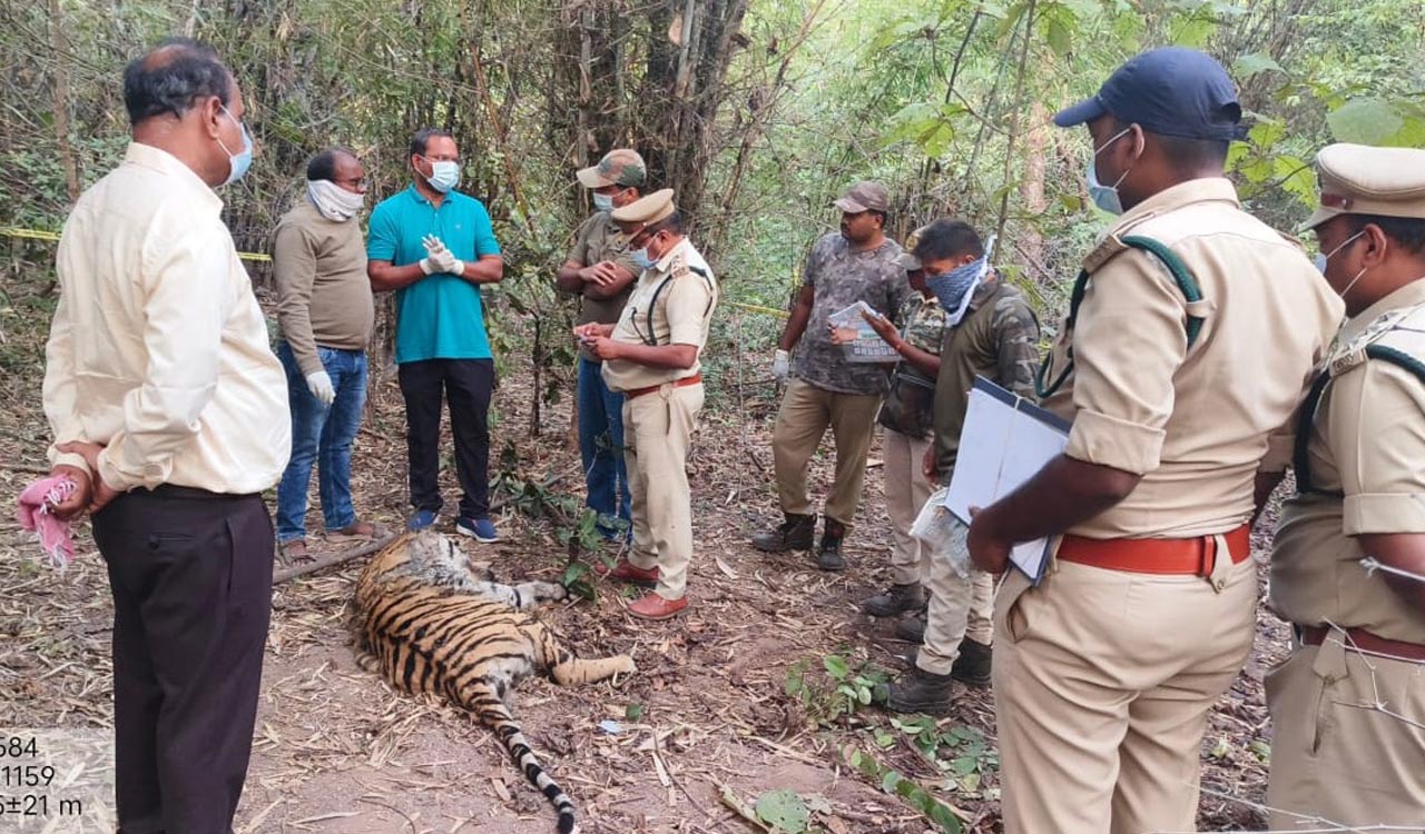 Forest officials drew flak for disposing carcass of tiger in Asifabad ...