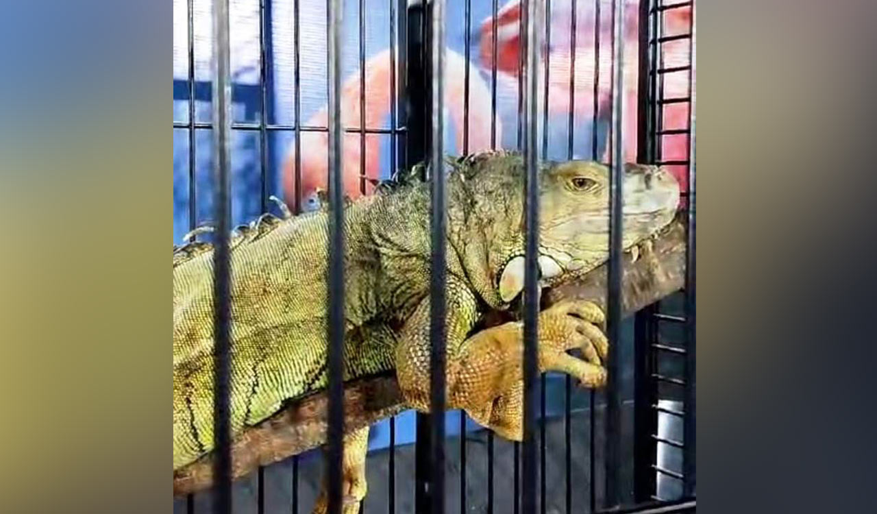 Man exhibits exotic wild animals in Hyderabad, lands in trouble