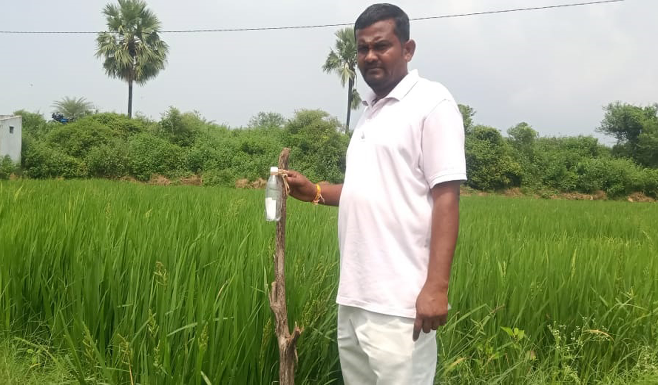 ‘Eluka Chitti’ with mantra to keep rodents away from paddy fields becomes popular in Siddipet