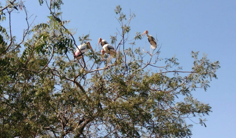 Birds 3