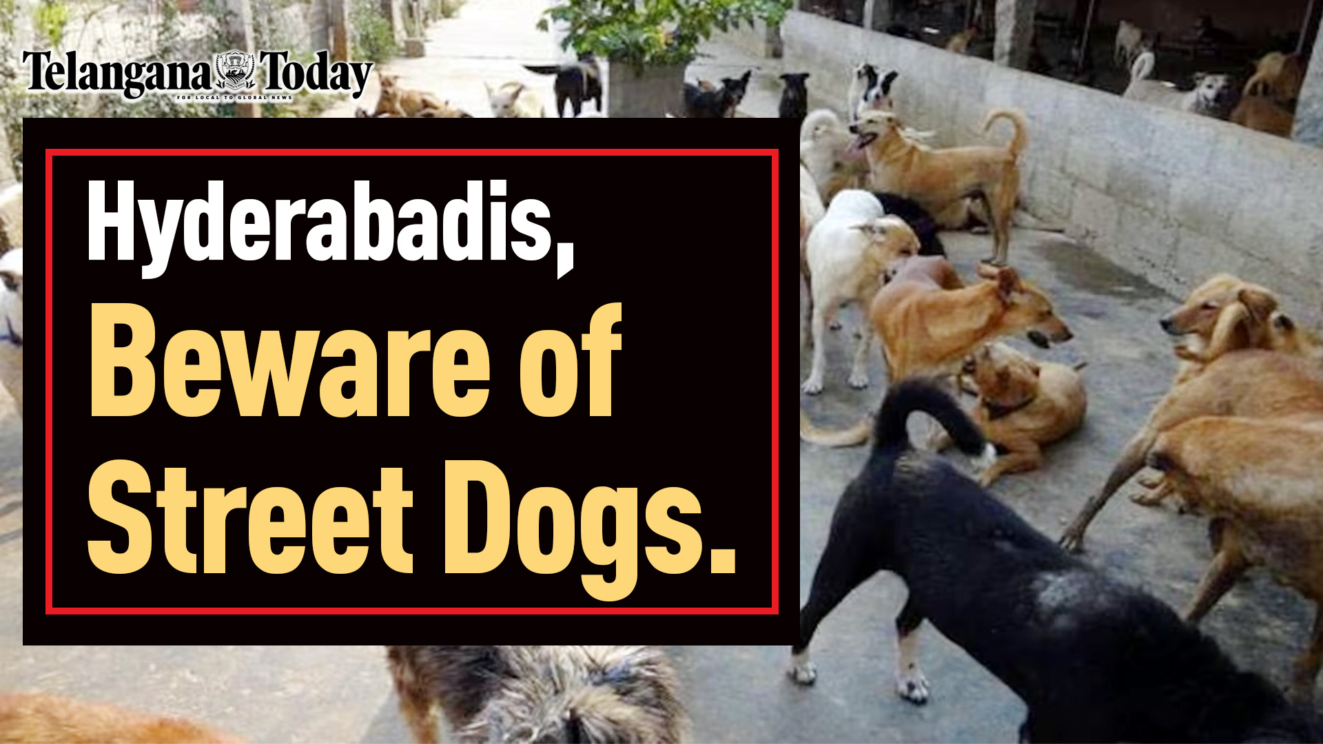 Hyderabad Street Dogs Scare Citizens | Street Dog Bites In Hyderabad | Hyderabad News