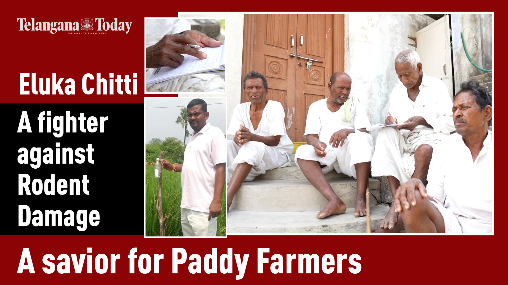 Eluka Chitti: Ancient Telugu Mantra Combats Rodent Damage | Paddy Farms, Medak, Telangana