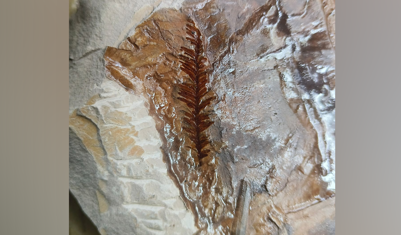 Fossil wood dating to 65 million years discovered in Asifabad