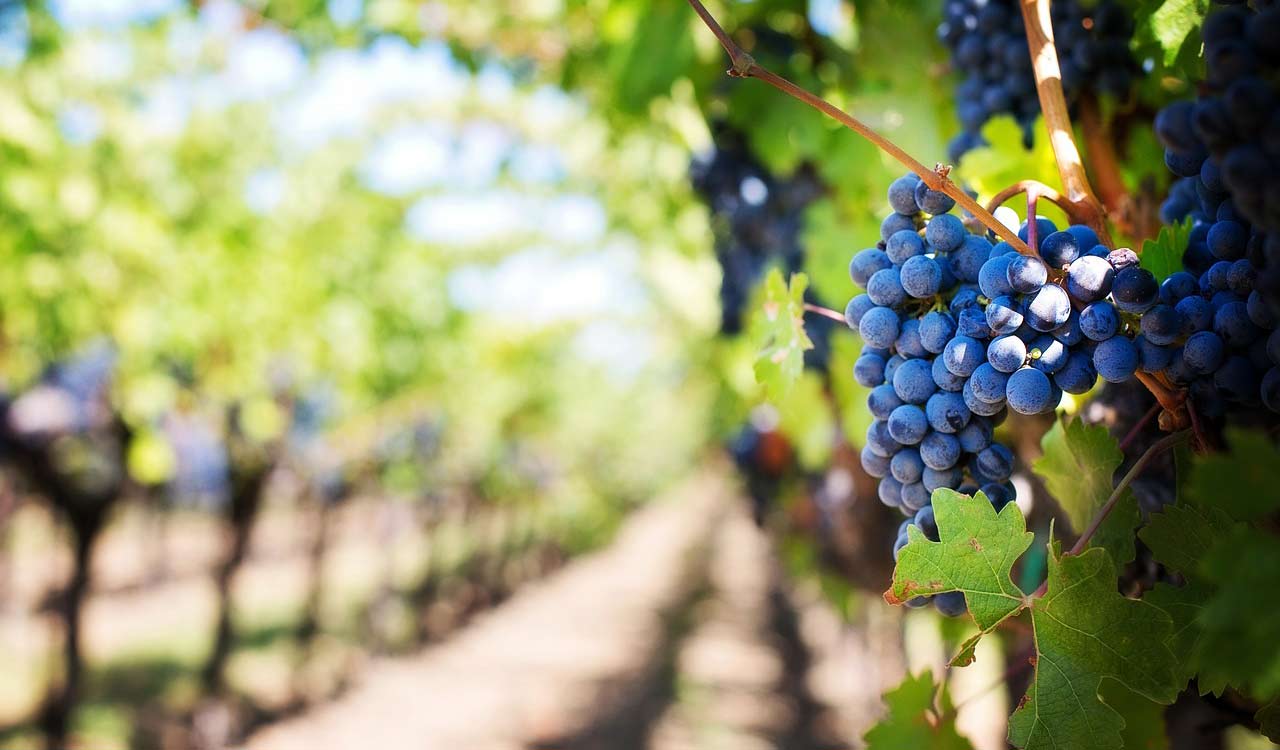 Hyderabad Grape Research Station kicks off Annual Grape FestivalTelangana Today
