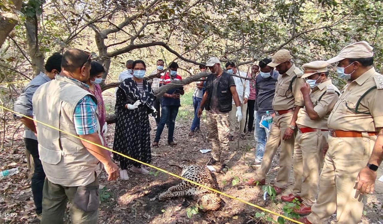 Leopard found dead in Shadnagar