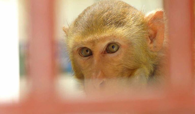 Monkey