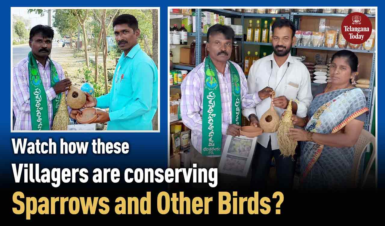 Paddy Sheaves and Nests to Conserve Sparrows and Other Birds | Bhadradri Kothagudem, Telangana