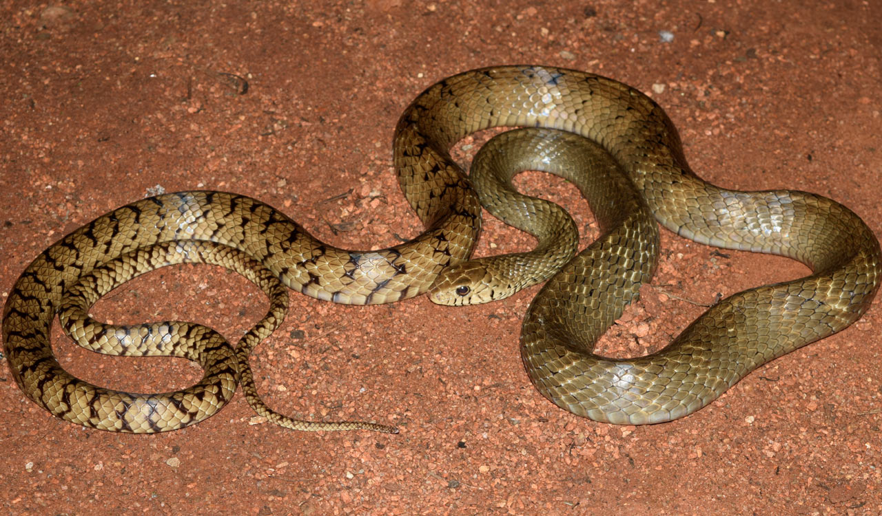 Telangana: Over 10,000 snakes rescued in a year!