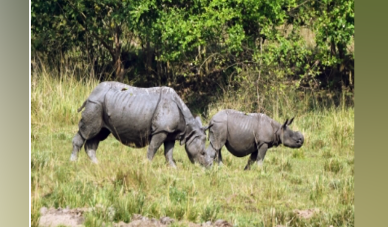 Researchers use pollen from Kaziranga National Park to decode climate change