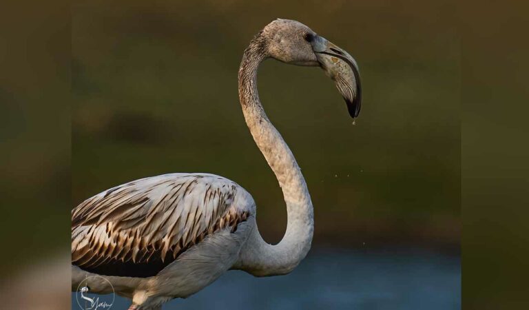 Flamingo