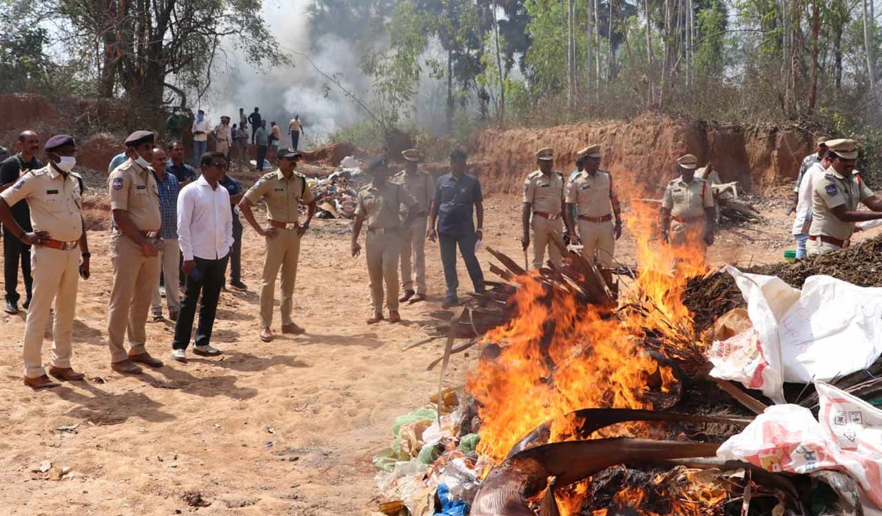 11 tonnes of ganja burnt in Telangana’s Kothagudem-Telangana Today