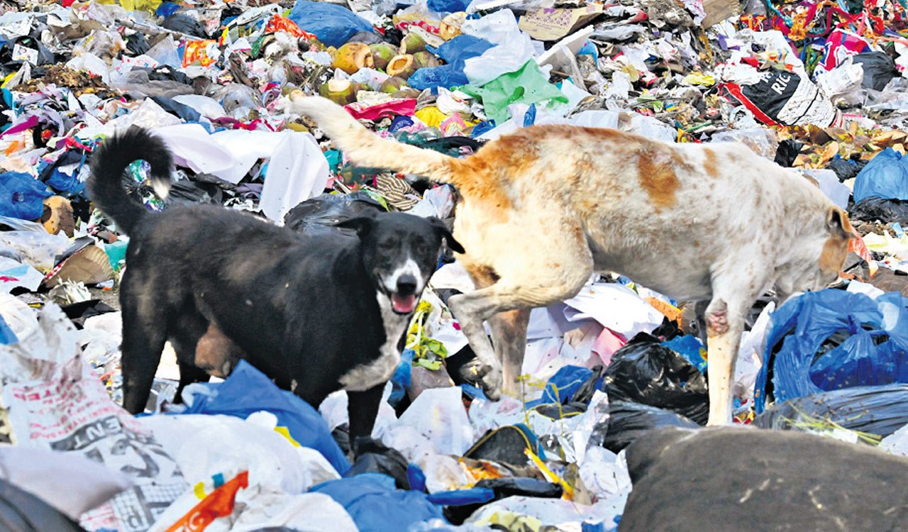 Garbage takes over Hyderabad lanes