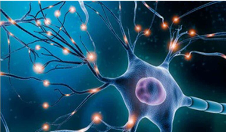 Neurons