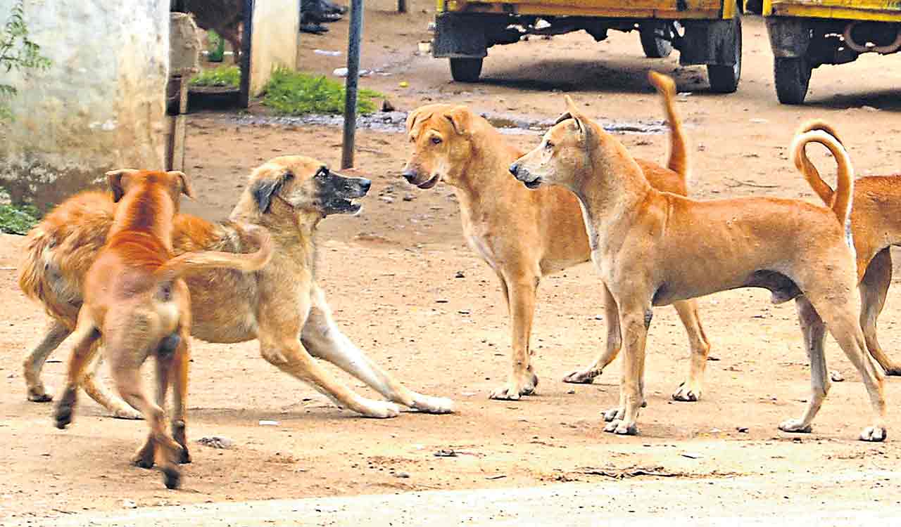 IPM records over 5,400 dog bite cases in two months-Telangana Today