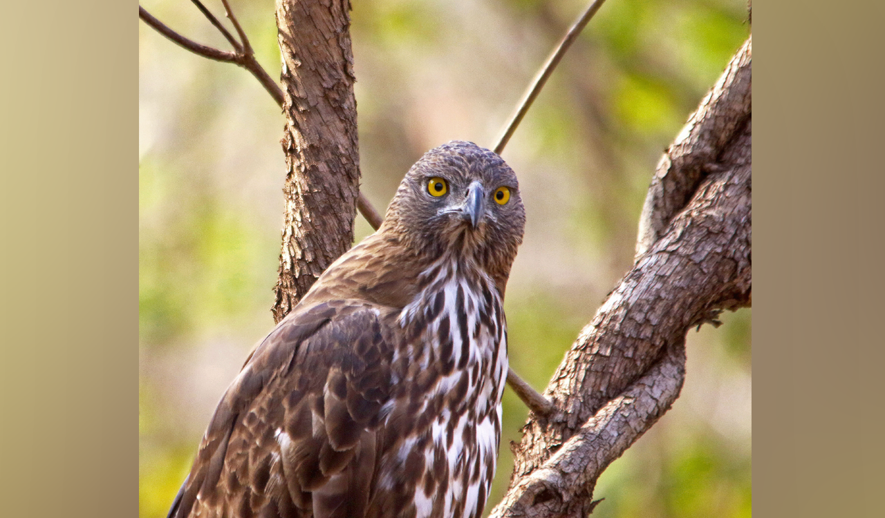 Australian professor floored by avian wealth of Kawal Tiger Reserve