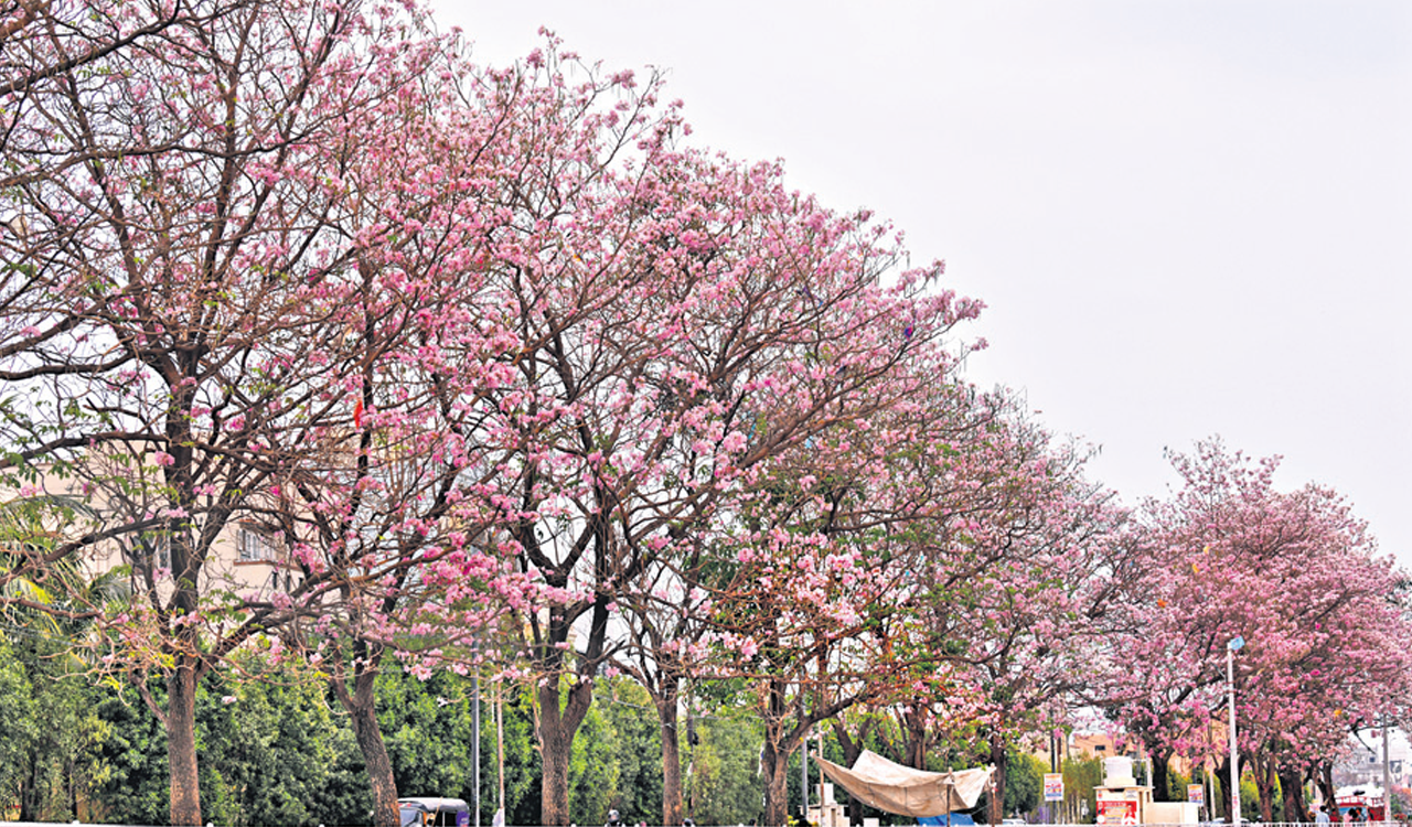 Trees paint Hyderabad in shades of pink