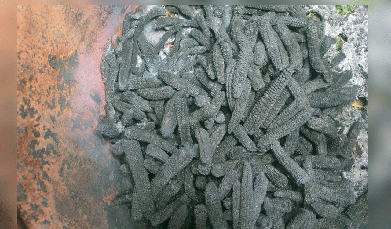 ICRISAT research finds biochar with farm residue benefits farmers
