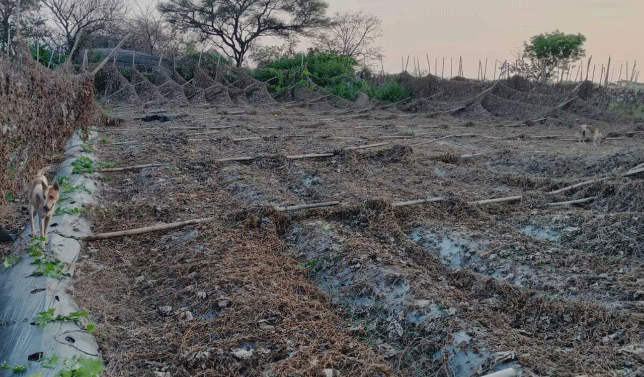 Vegetable farmers suffer the most due to untimely rains in Siddipet
