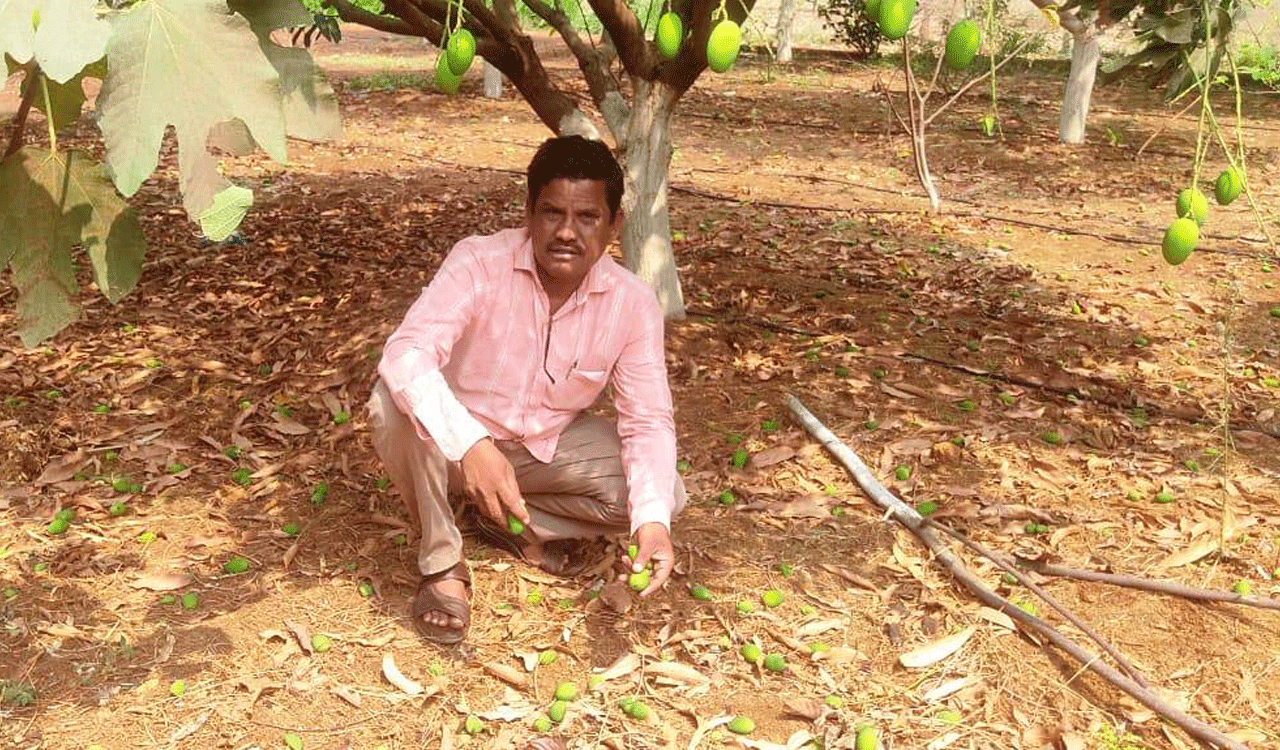 Untimely rains, winds damage mango orchards in Sangareddy