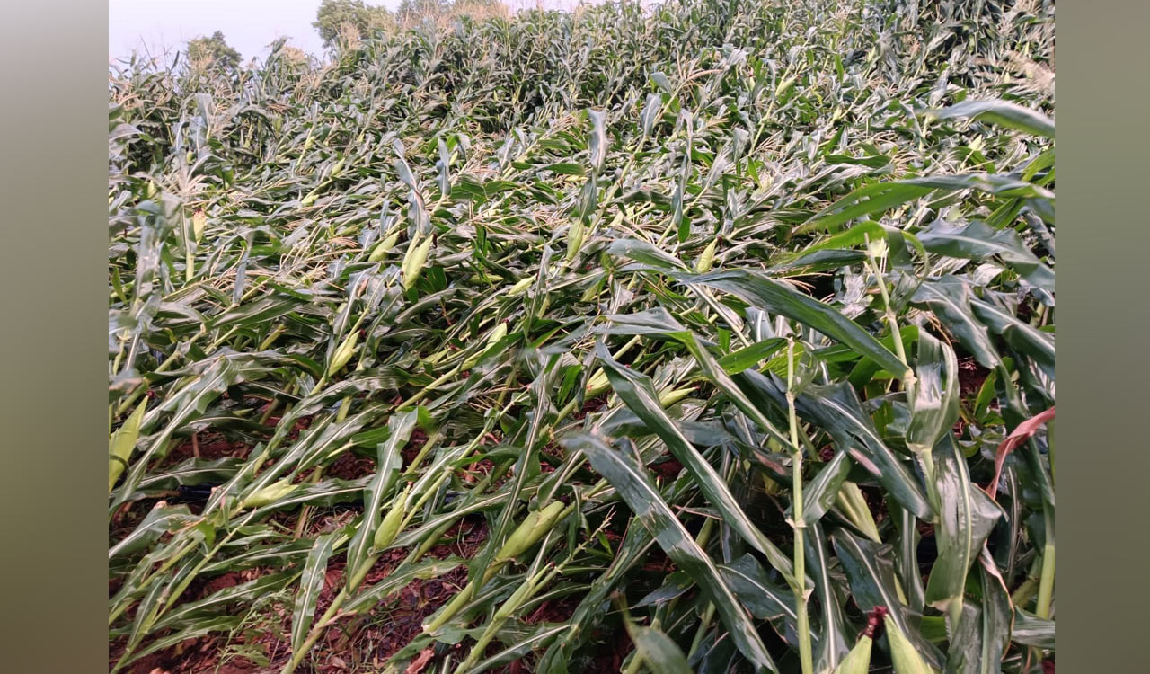 Crops damaged, class 10 student died as hailstroms lash Siddipet