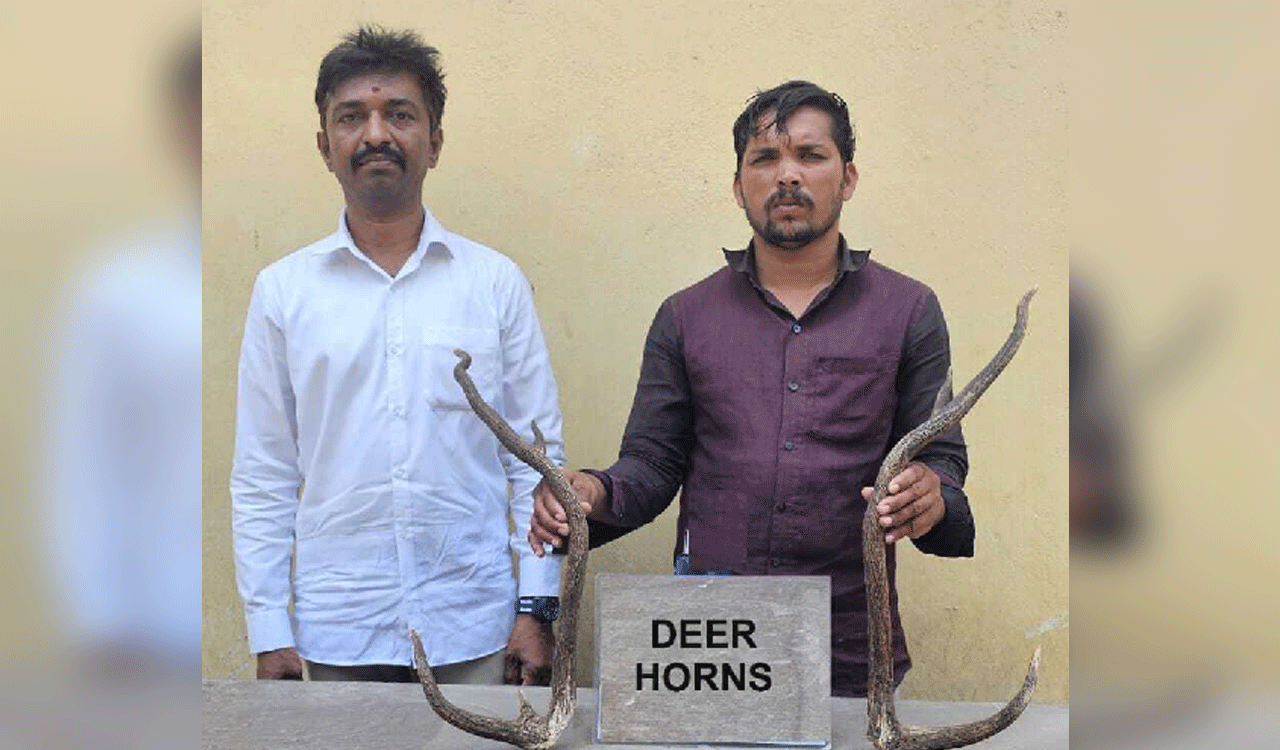 Two caught selling deer antlers in Hyderabad