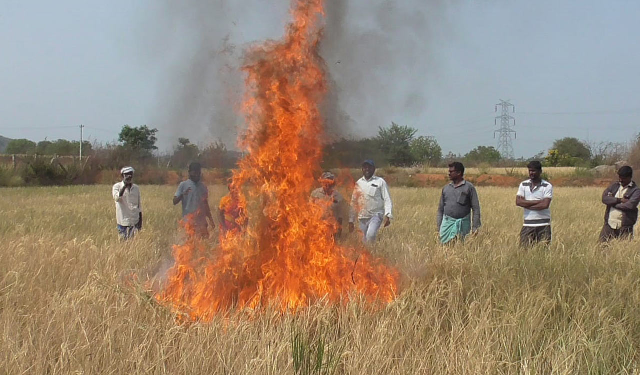 Unable to supply water, farmers set paddy crop on fire in Sircilla