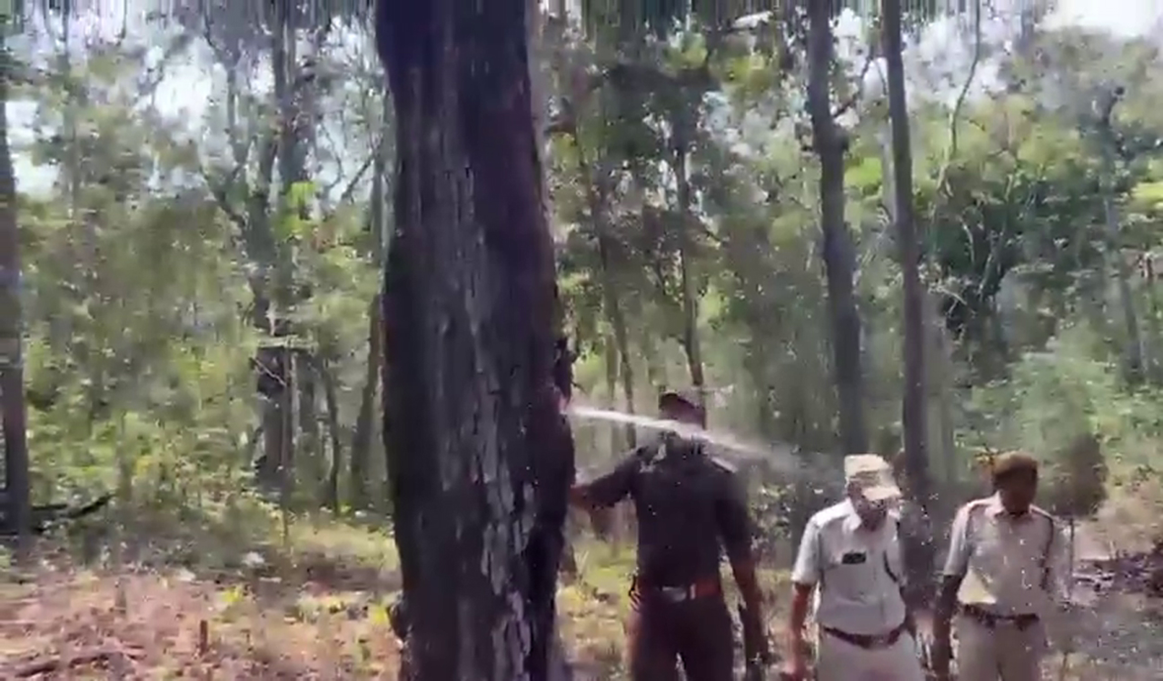 Watch: Video of water from wild tree in AP goes viral