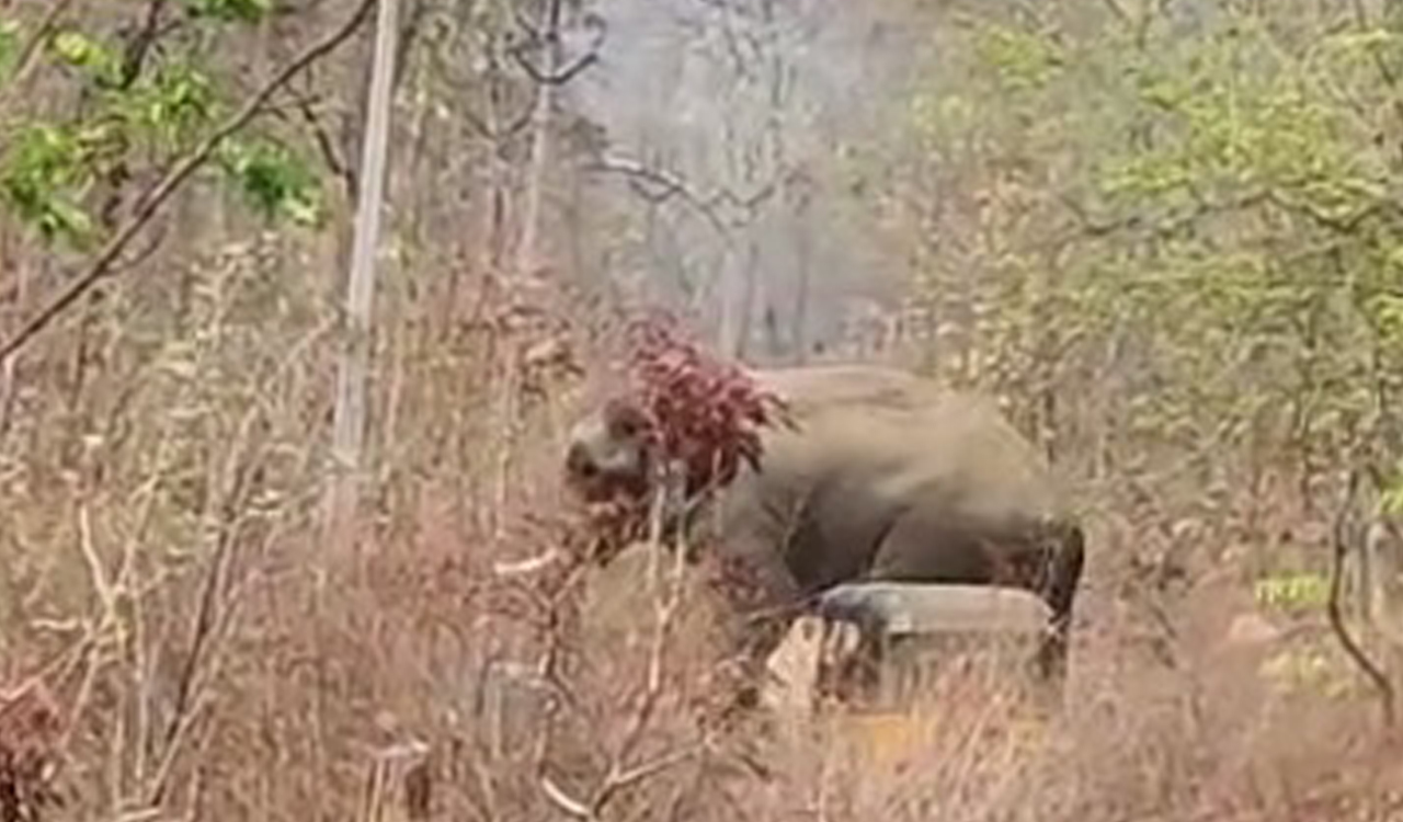 Residents of Pranahita river bank on the edge due to tusker’s presence